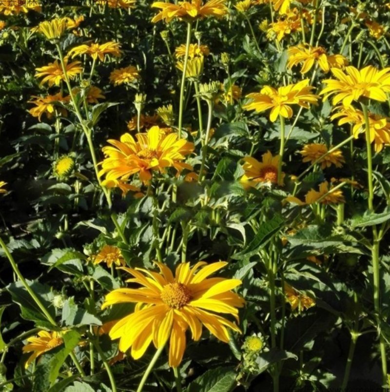 日光菊种子赛菊芋种多年生宿根草花种子庭院绿化观花草