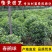 杜鹃花盆栽毛杜鹃小苗杜鹃花苗庭院花卉风景树花境植物绿化树