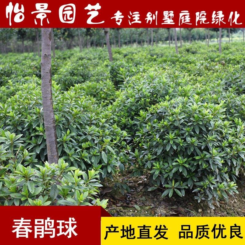 杜鹃花盆栽毛杜鹃小苗杜鹃花苗庭院花卉风景树花境植物绿化树