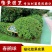 杜鹃花盆栽毛杜鹃小苗杜鹃花苗庭院花卉风景树花境植物绿化树