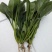 大叶菠菜，25公分做工漂亮，完全没有后顾之忧