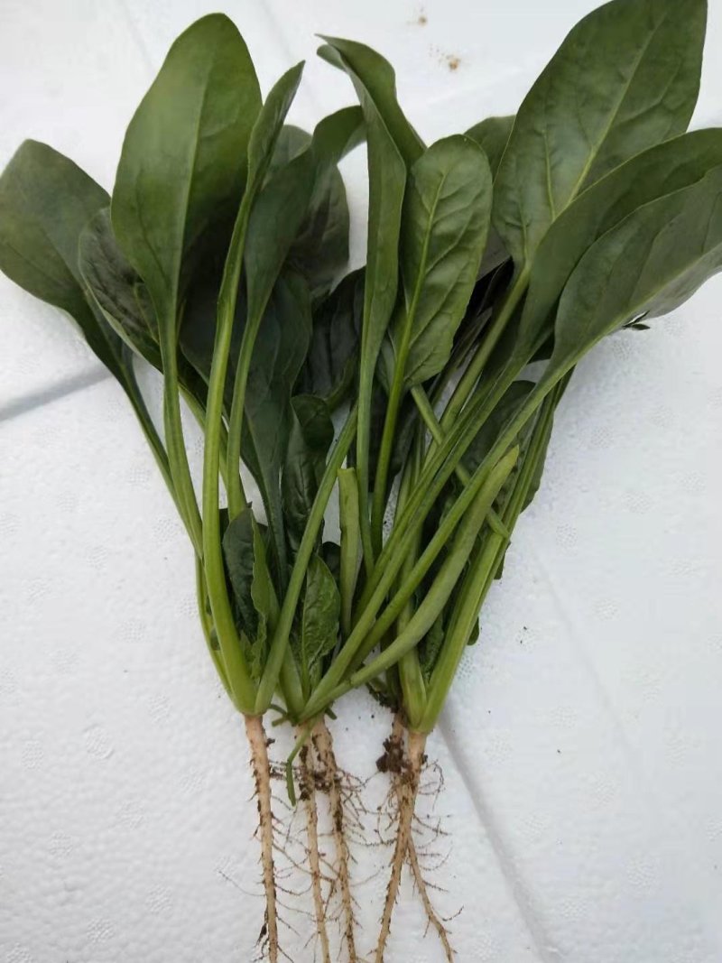 大叶菠菜，25公分做工漂亮，完全没有后顾之忧