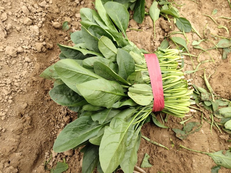 大叶菠菜，25公分做工漂亮，完全没有后顾之忧