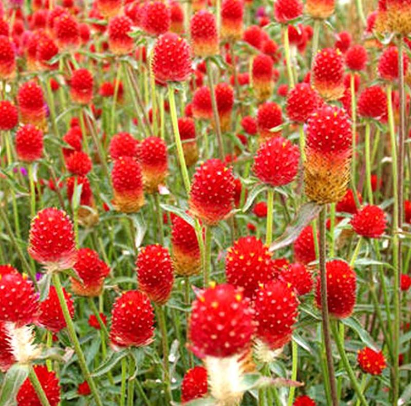 千日红种子千日红为苋科植物千日红