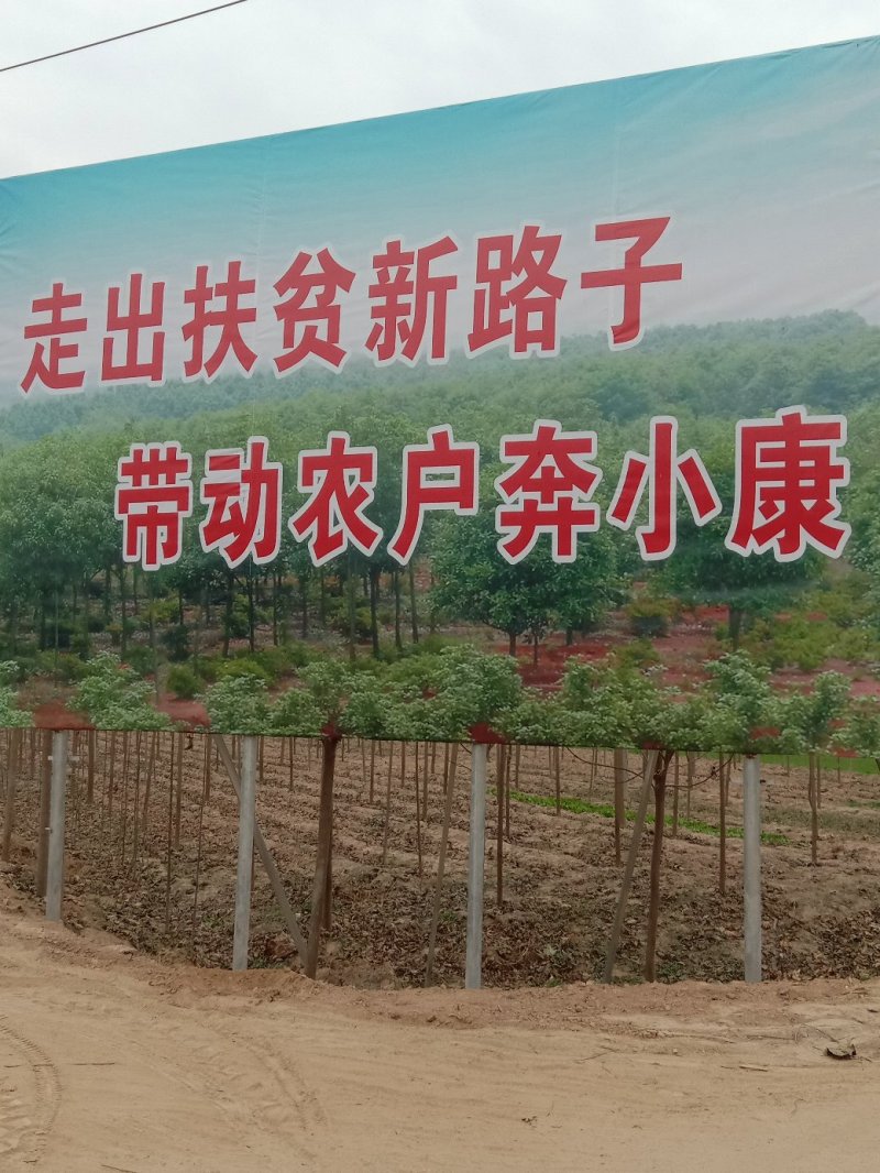 楸树梓树
