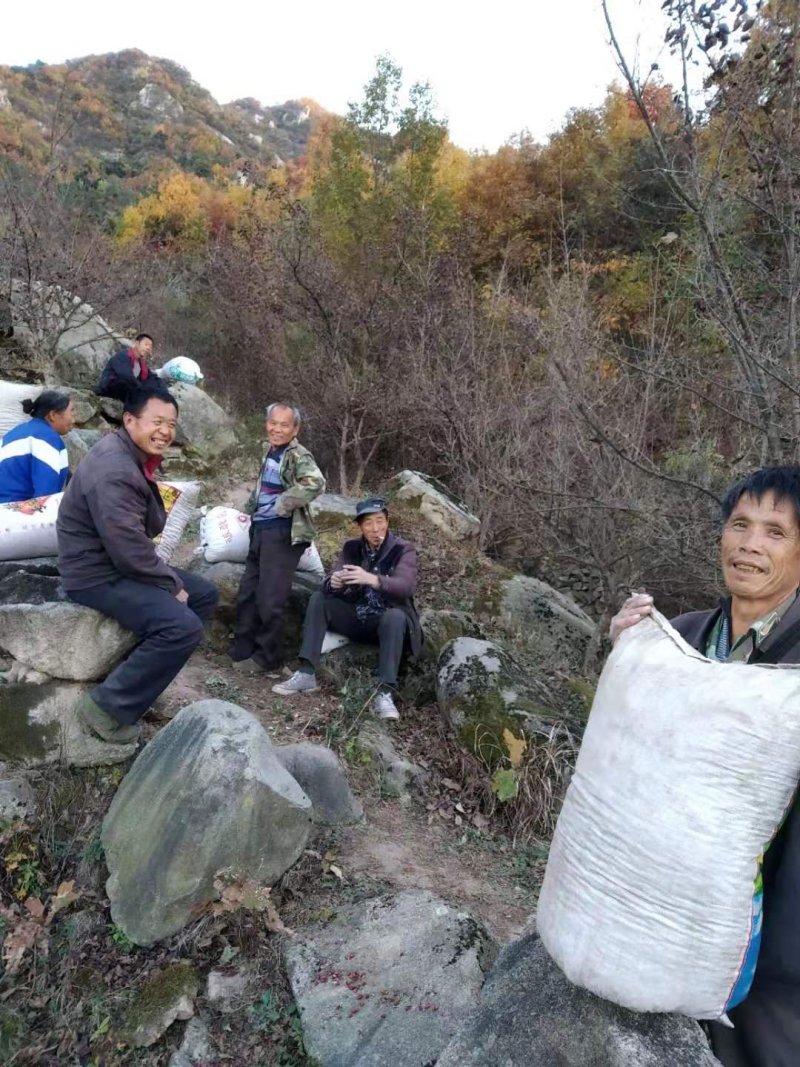 热卖中》洛阳山茱萸山萸肉枣皮红枣皮山芋肉山萸肉
