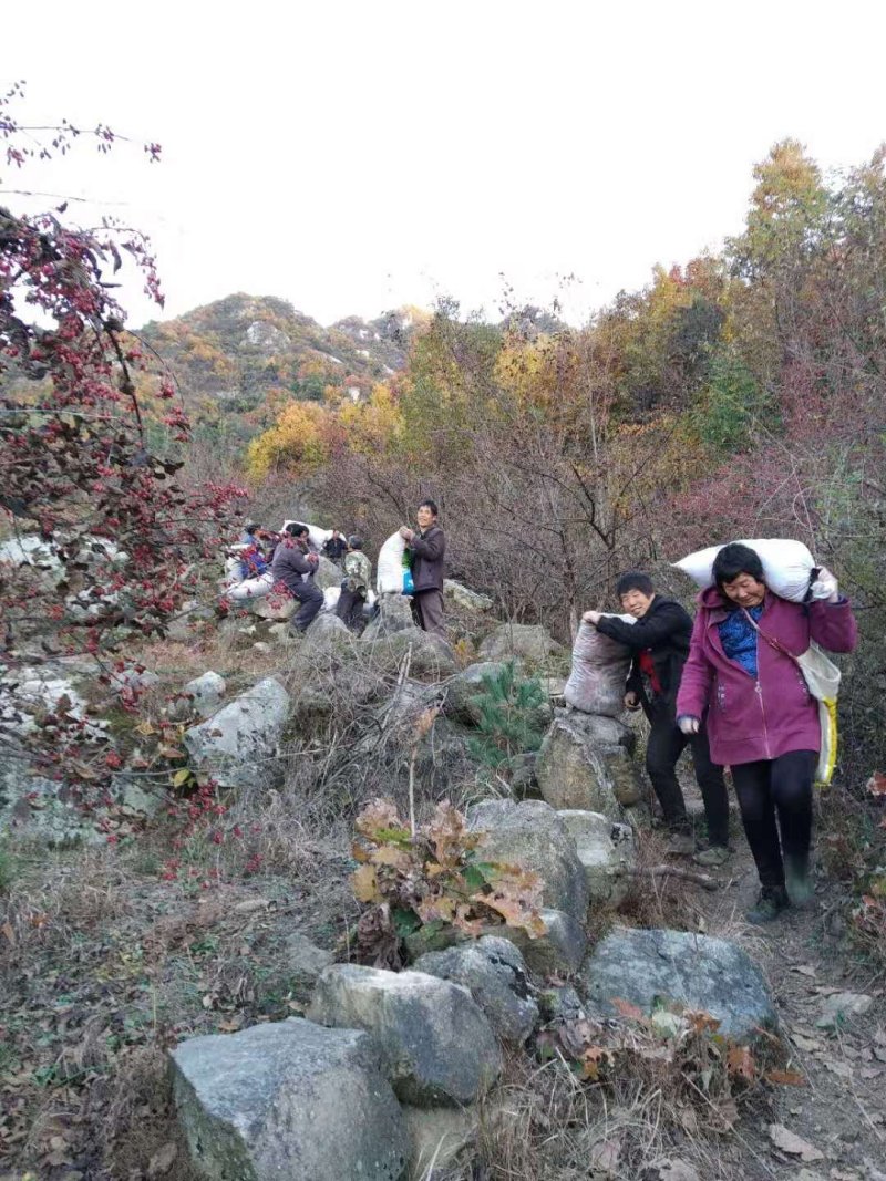 热卖中》洛阳山茱萸山萸肉枣皮红枣皮山芋肉山萸肉