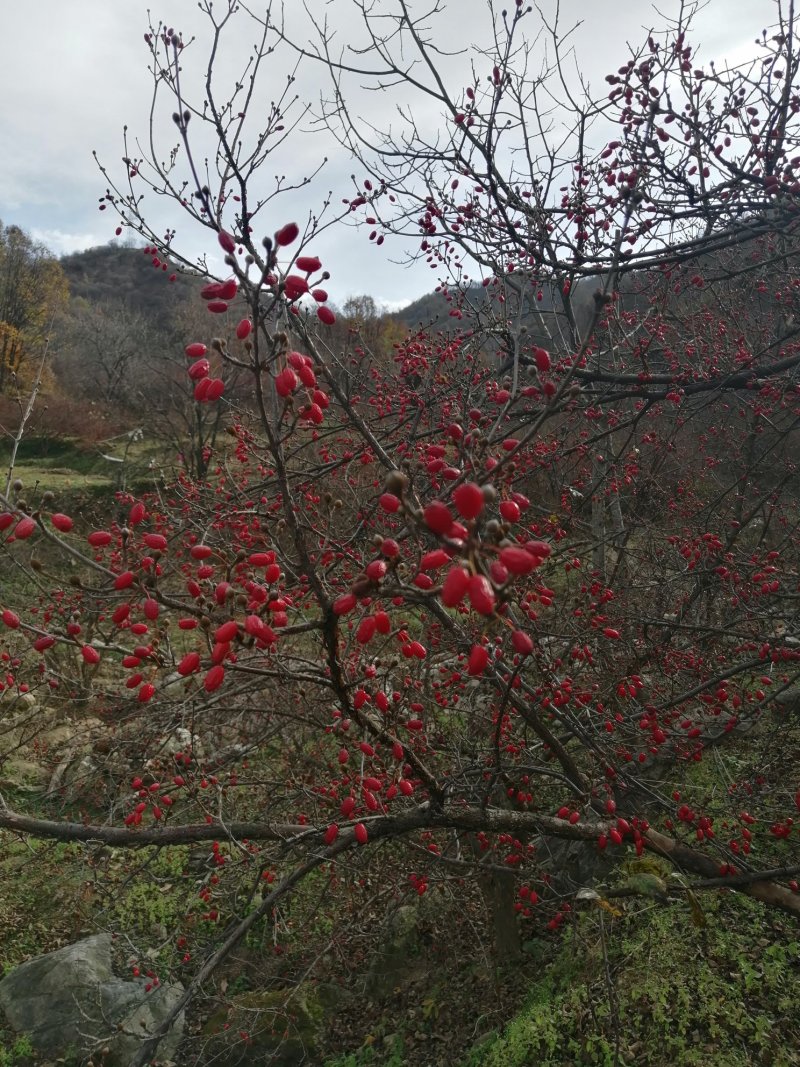 热卖中》洛阳山茱萸山萸肉枣皮红枣皮山芋肉山萸肉