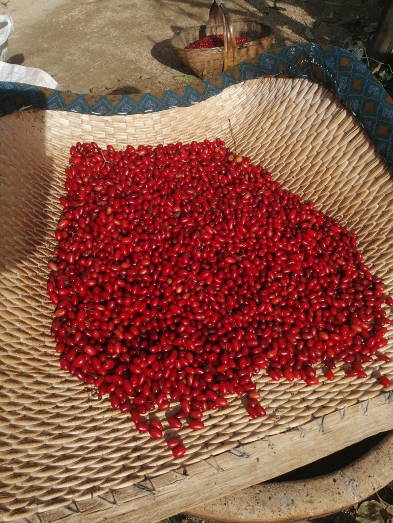 热卖中》洛阳山茱萸山萸肉枣皮红枣皮山芋肉山萸肉