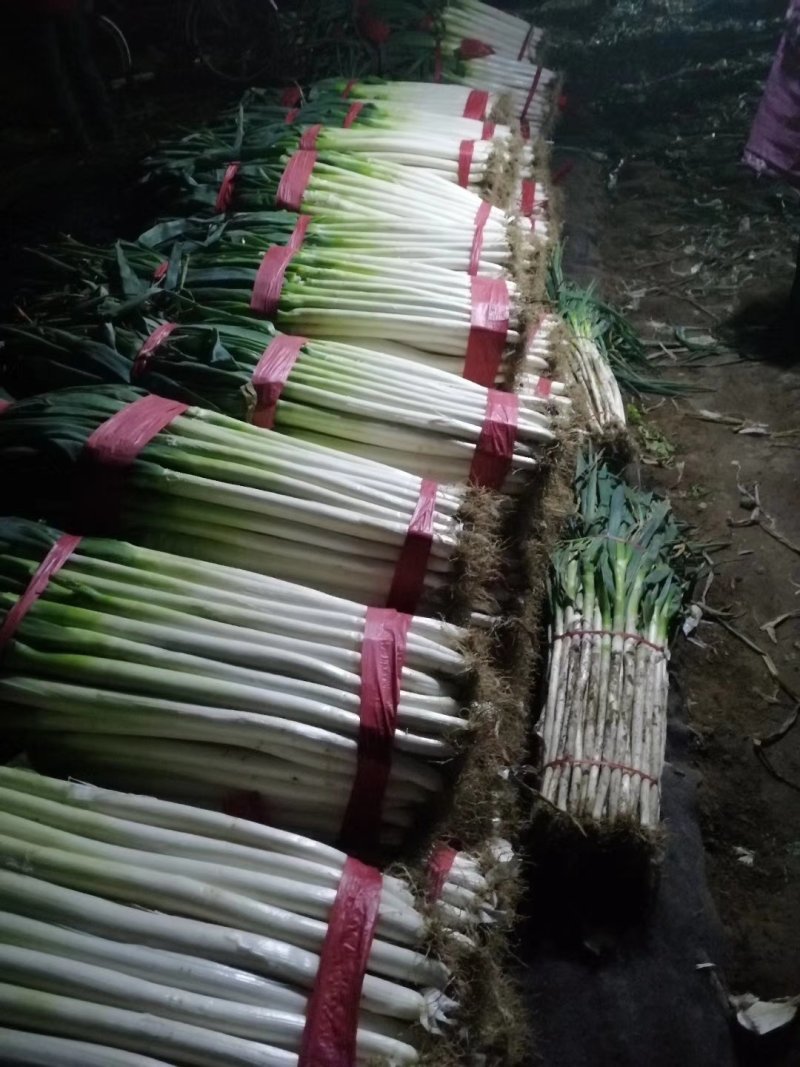 泰安范镇扒皮净葱