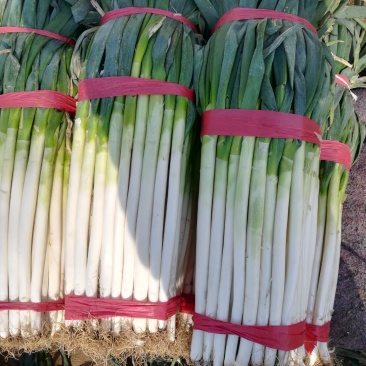泰安范镇扒皮净葱
