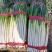 泰安范镇扒皮净葱