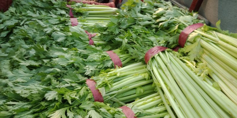 芹菜滑县芹菜万亩园区大棚蔬菜种植基地直发一手货源