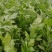芹菜滑县芹菜万亩园区大棚蔬菜种植基地直发一手货源