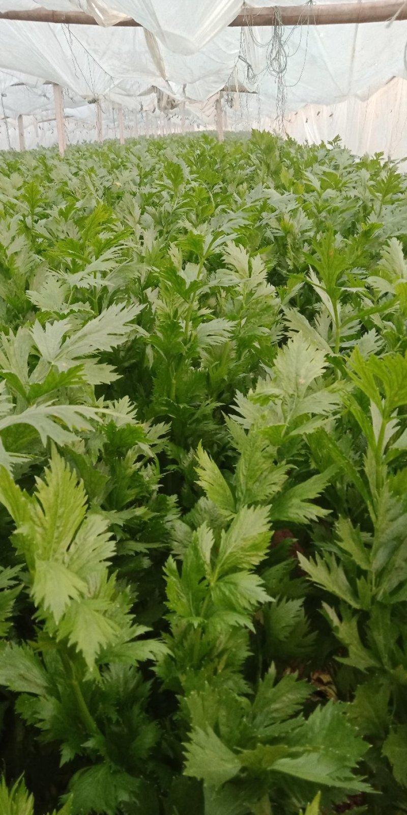 芹菜滑县芹菜万亩园区大棚蔬菜种植基地直发一手货源