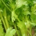 芹菜滑县芹菜万亩园区大棚蔬菜种植基地直发一手货源