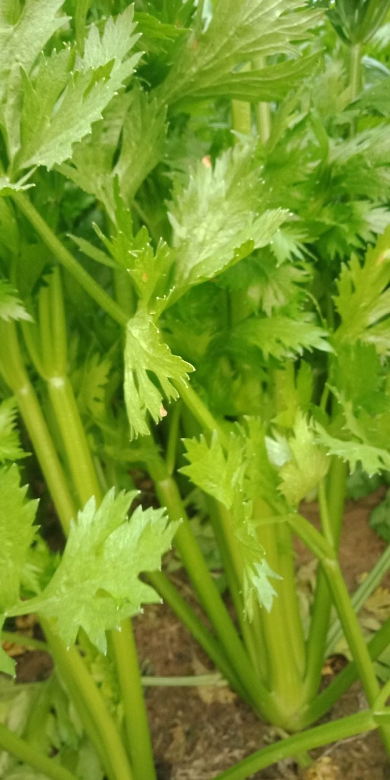 芹菜滑县芹菜万亩园区大棚蔬菜种植基地直发一手货源