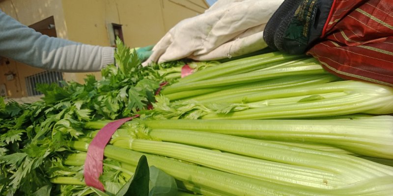 芹菜滑县芹菜万亩园区大棚蔬菜种植基地直发一手货源