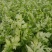 芹菜滑县芹菜万亩园区大棚蔬菜种植基地直发一手货源