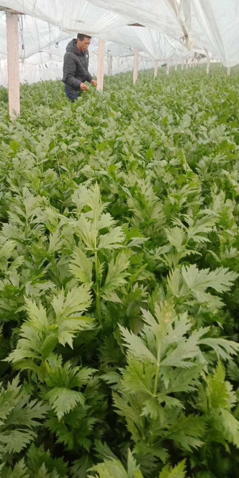 芹菜滑县芹菜万亩园区大棚蔬菜种植基地直发一手货源