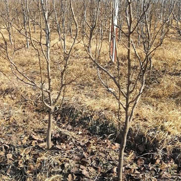 低价出售3-8公分梨树，品种秋月和雪青