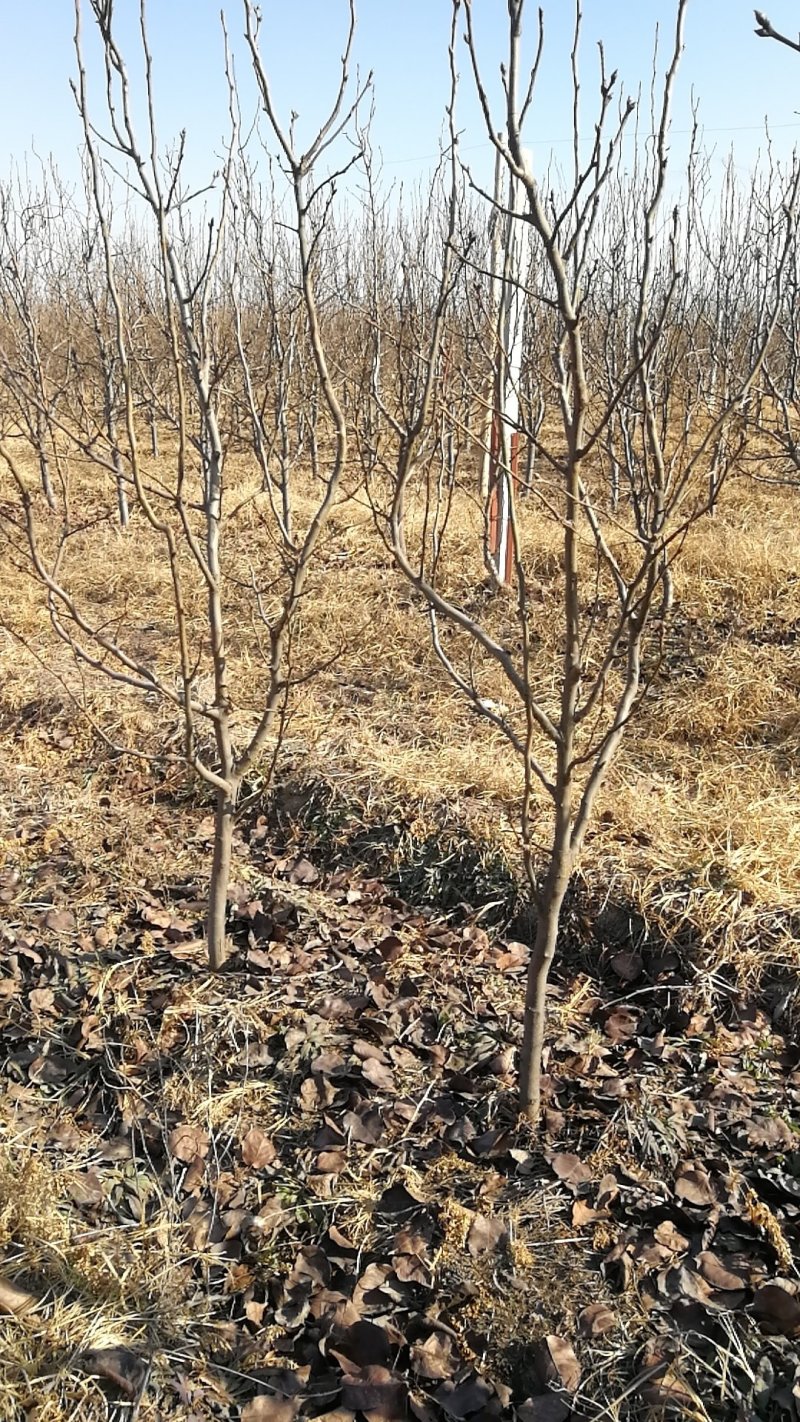 低价出售3-8公分梨树，品种秋月和雪青