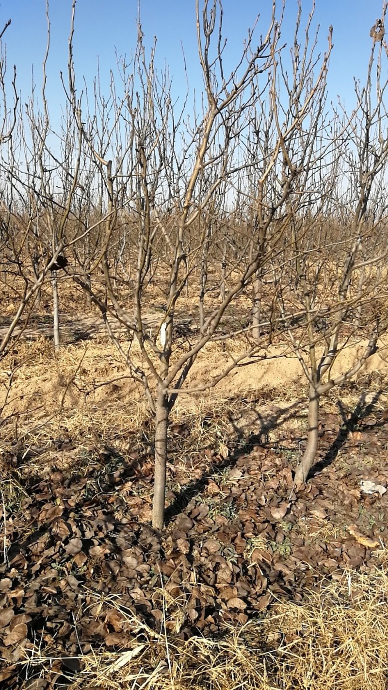 低价出售3-8公分梨树，品种秋月和雪青