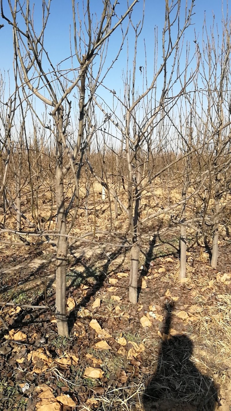 低价出售3-8公分梨树，品种秋月和雪青