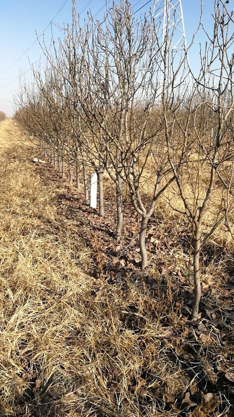 低价出售3-8公分梨树，品种秋月和雪青