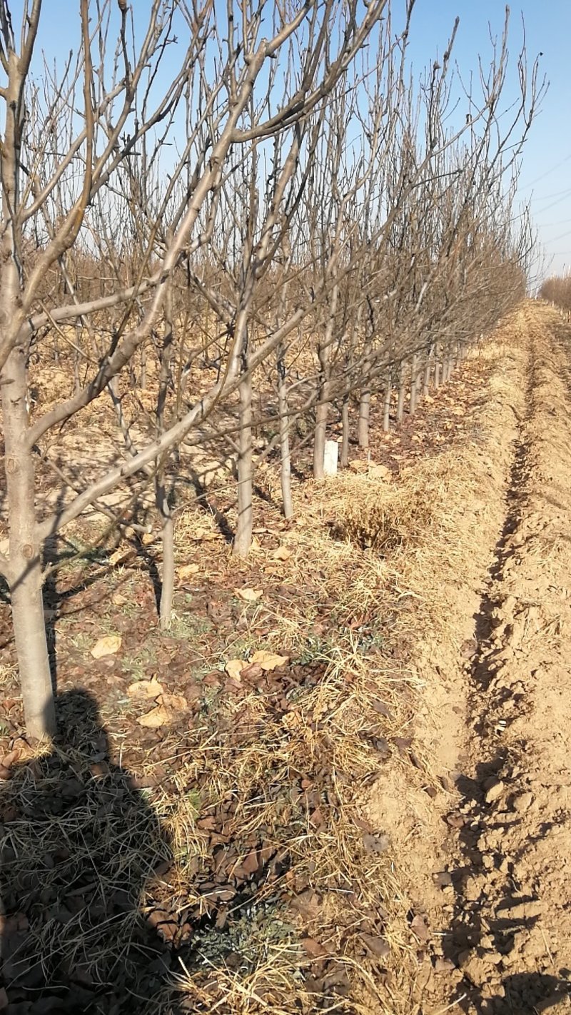 低价出售3-8公分梨树，品种秋月和雪青