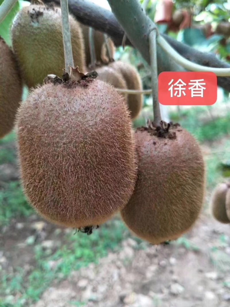 软枣猕猴桃销售树苗品种纯正技术支持签订合同