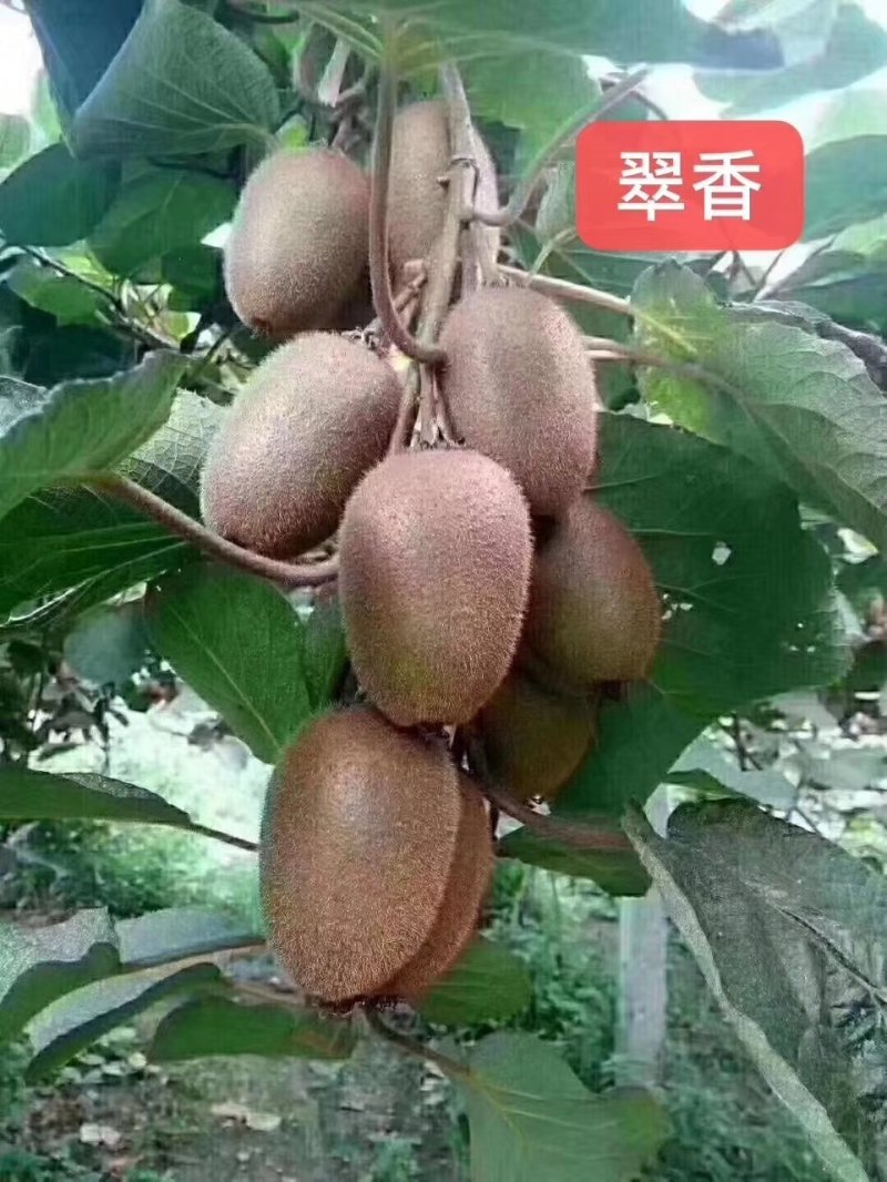 软枣猕猴桃销售树苗品种纯正技术支持签订合同