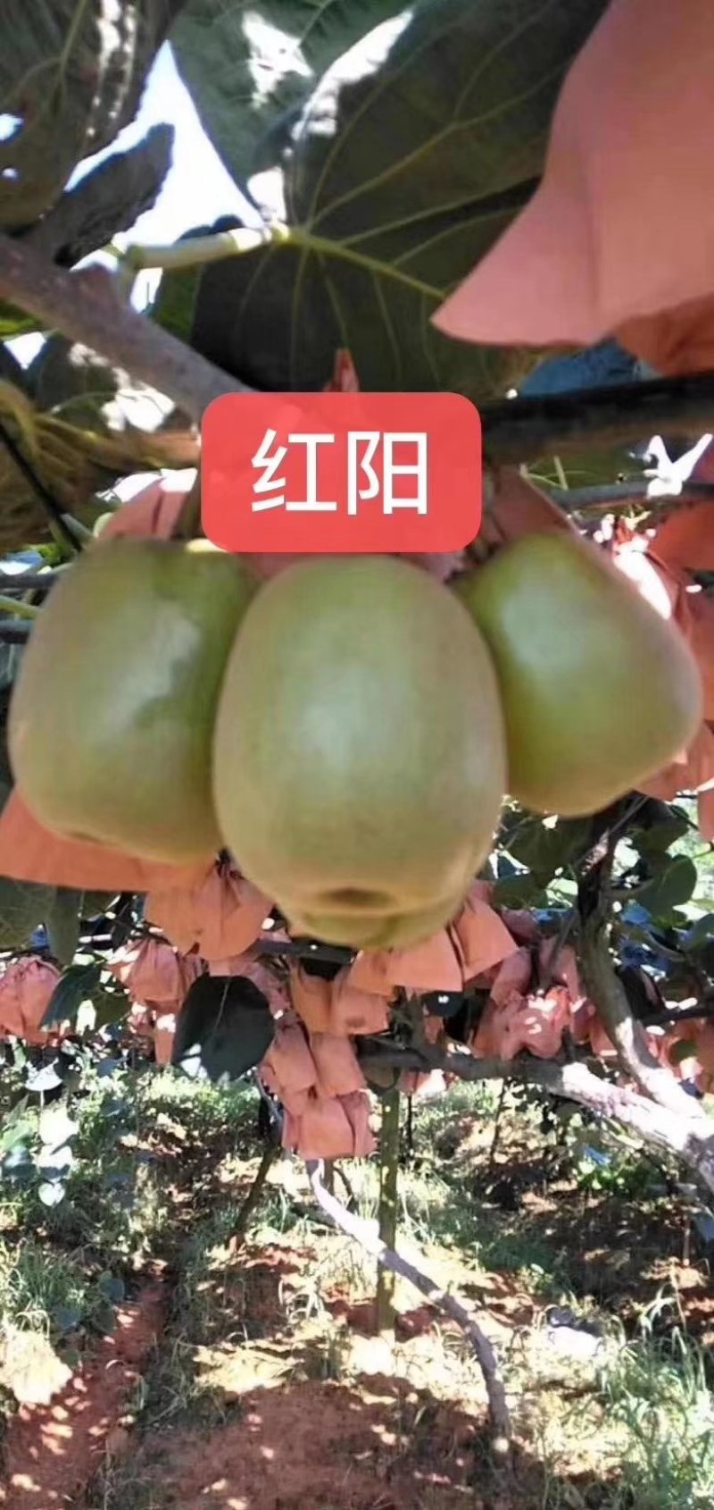 软枣猕猴桃销售树苗品种纯正技术支持签订合同