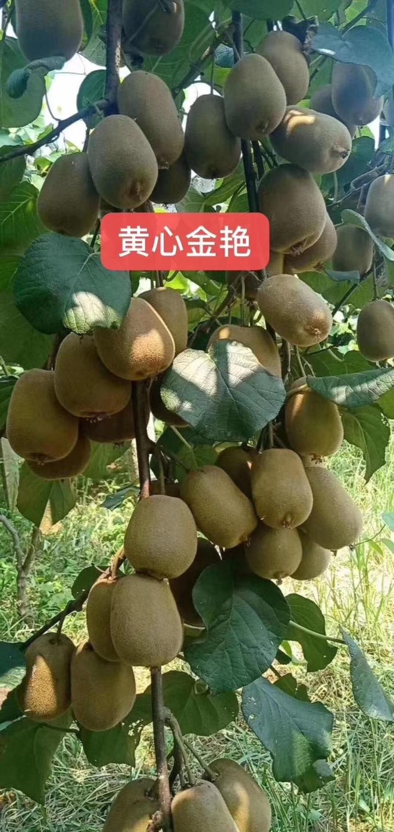软枣猕猴桃销售树苗品种纯正技术支持签订合同