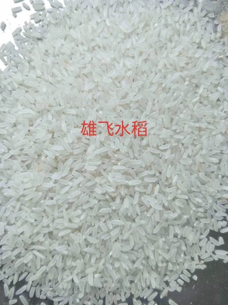 晚稻谷虾田丰优鑫优2号稻谷虾田稻晚虾田谷