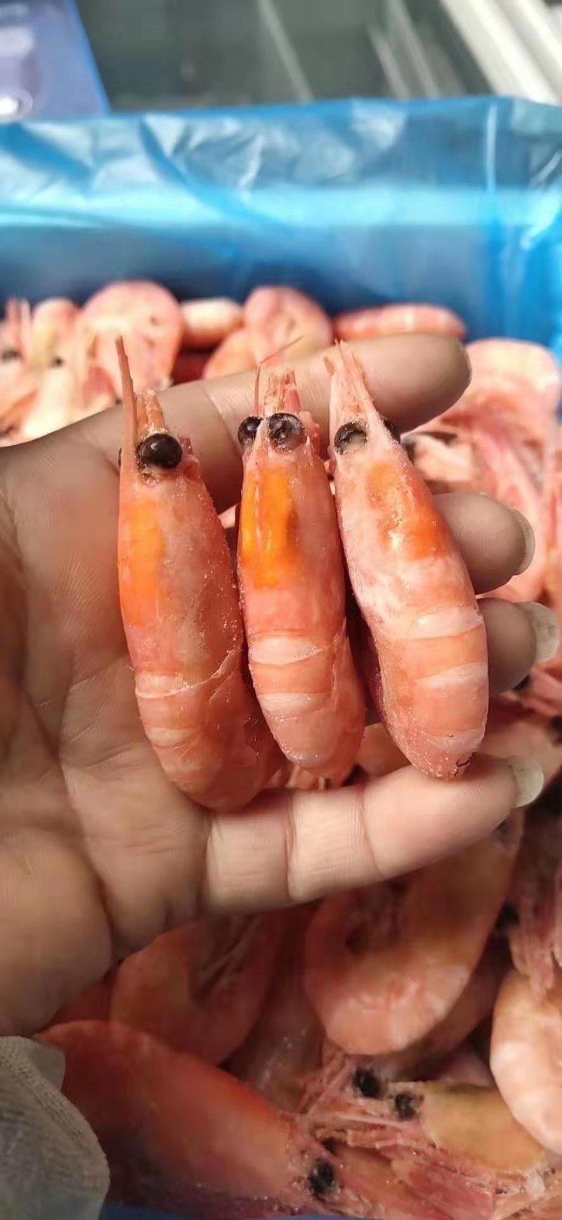 北极虾