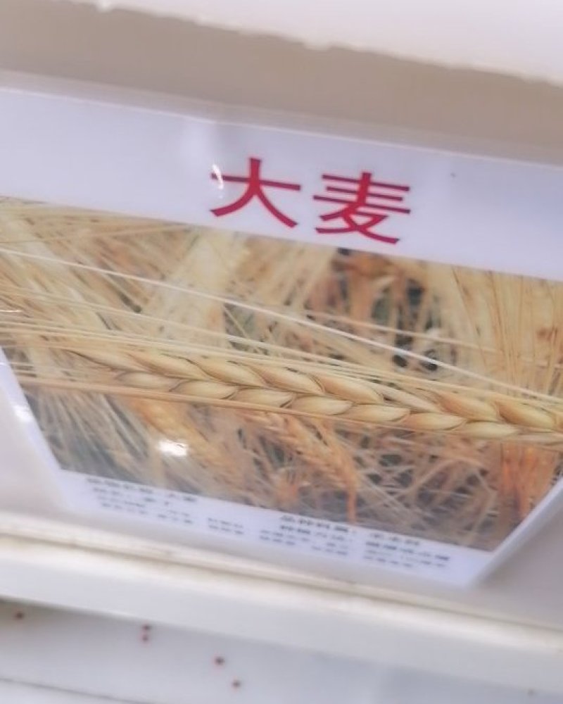 高产型大麦种子牧草种子农作物种子大田抗倒伏买5送2