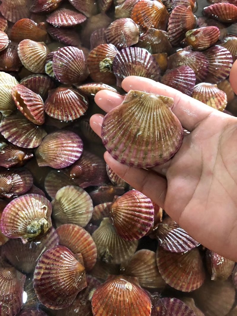港湾贝，扇贝，小红贝，鲜活发货，各种规格都有！少了不发