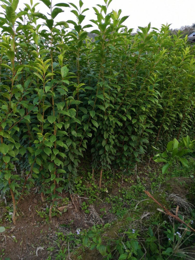 李子苗，奈李苗，苗圃直供，品种正宗，保证成活，