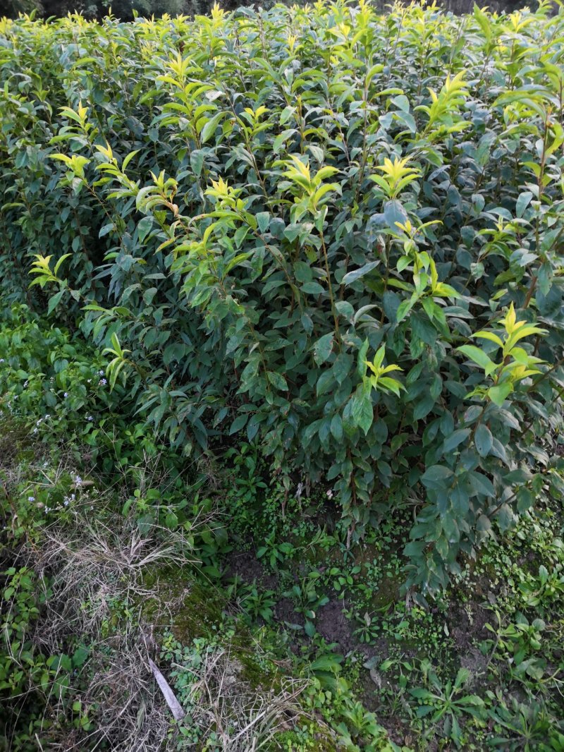 李子苗，奈李苗，苗圃直供，品种正宗，保证成活，