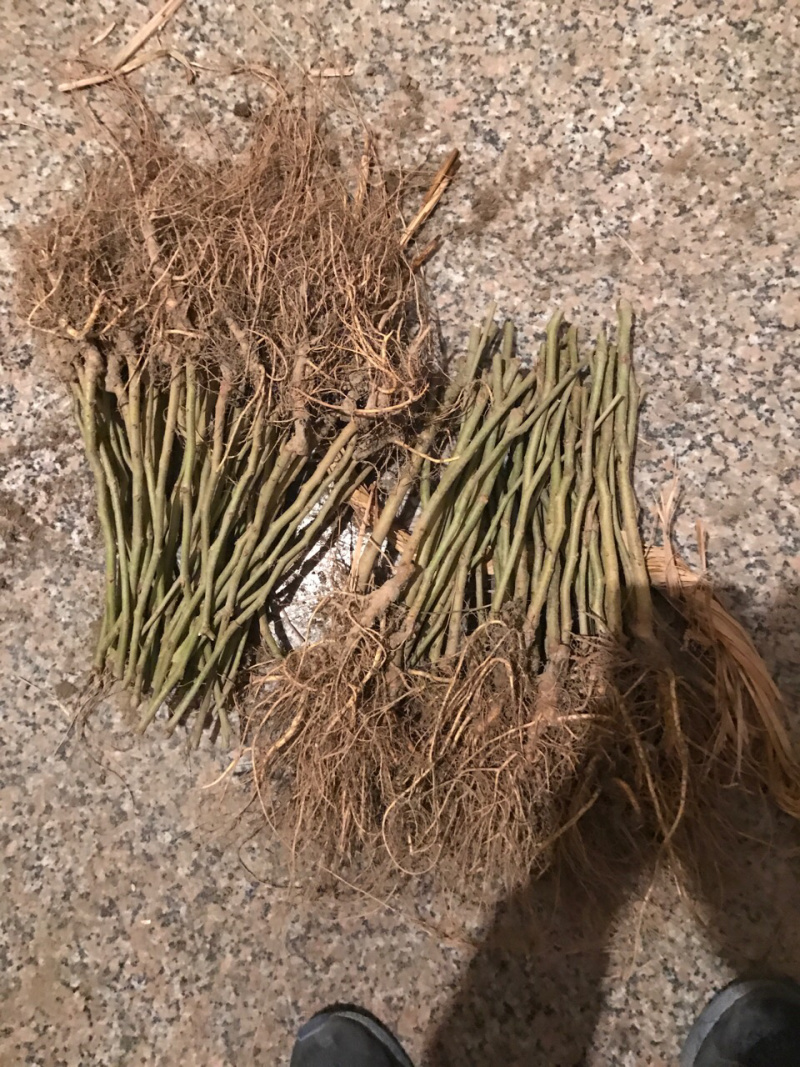 白玉皇桑树苗40~50cm