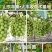 葡萄苗山东葡萄苗基地种植葡萄苗葡萄苗批发基地