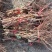 【正品】蓝宝石葡萄苗苗纯,让农户放心38年专业葡萄苗基地