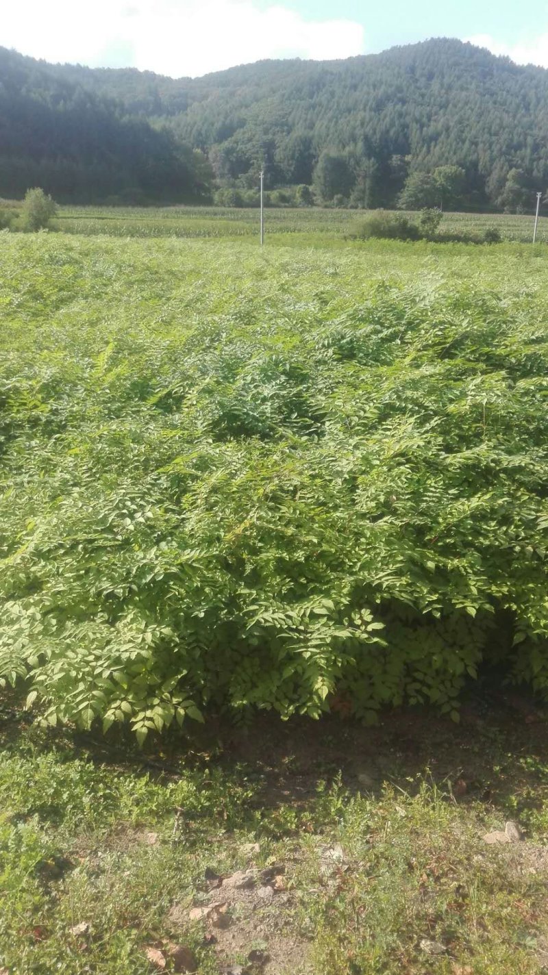 辽宁本溪苗木基地直发刺嫩芽苗，刺老芽苗，乌龙头苗