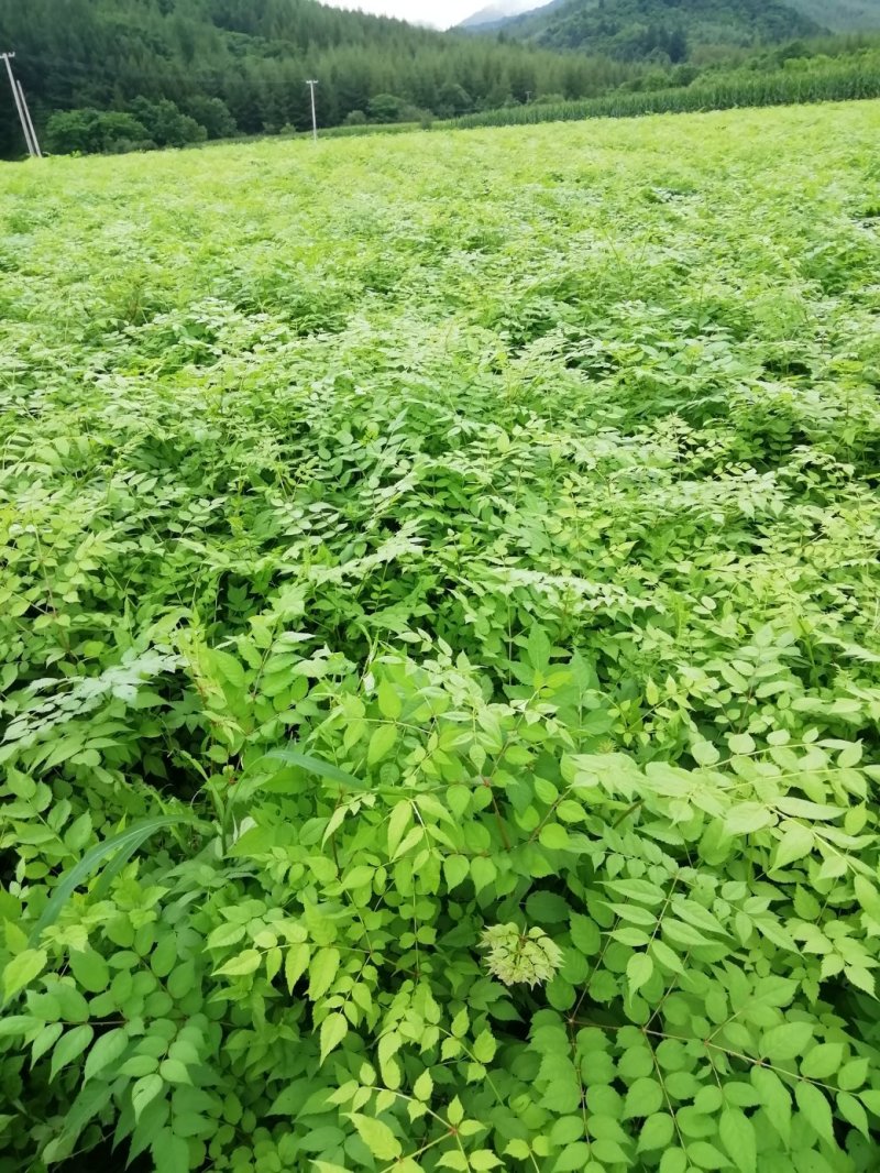 辽宁本溪苗木基地直发刺嫩芽苗，刺老芽苗，乌龙头苗