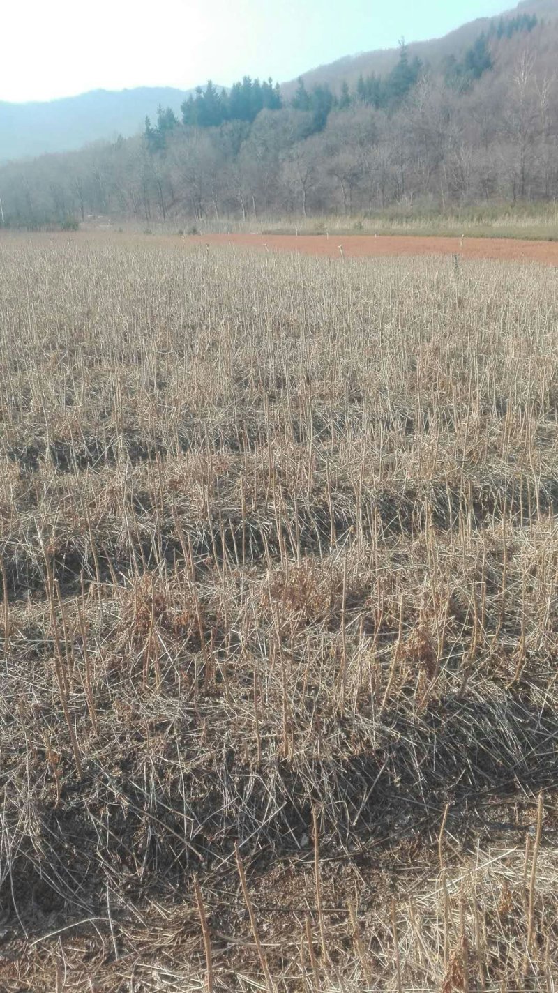 辽宁本溪苗木基地直发刺嫩芽苗，刺老芽苗，乌龙头苗