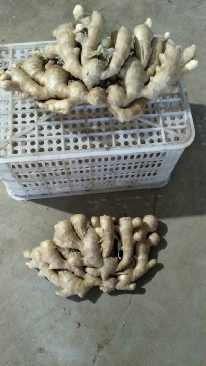 生姜3两以上带土山东省临沂市沂水县大量供应