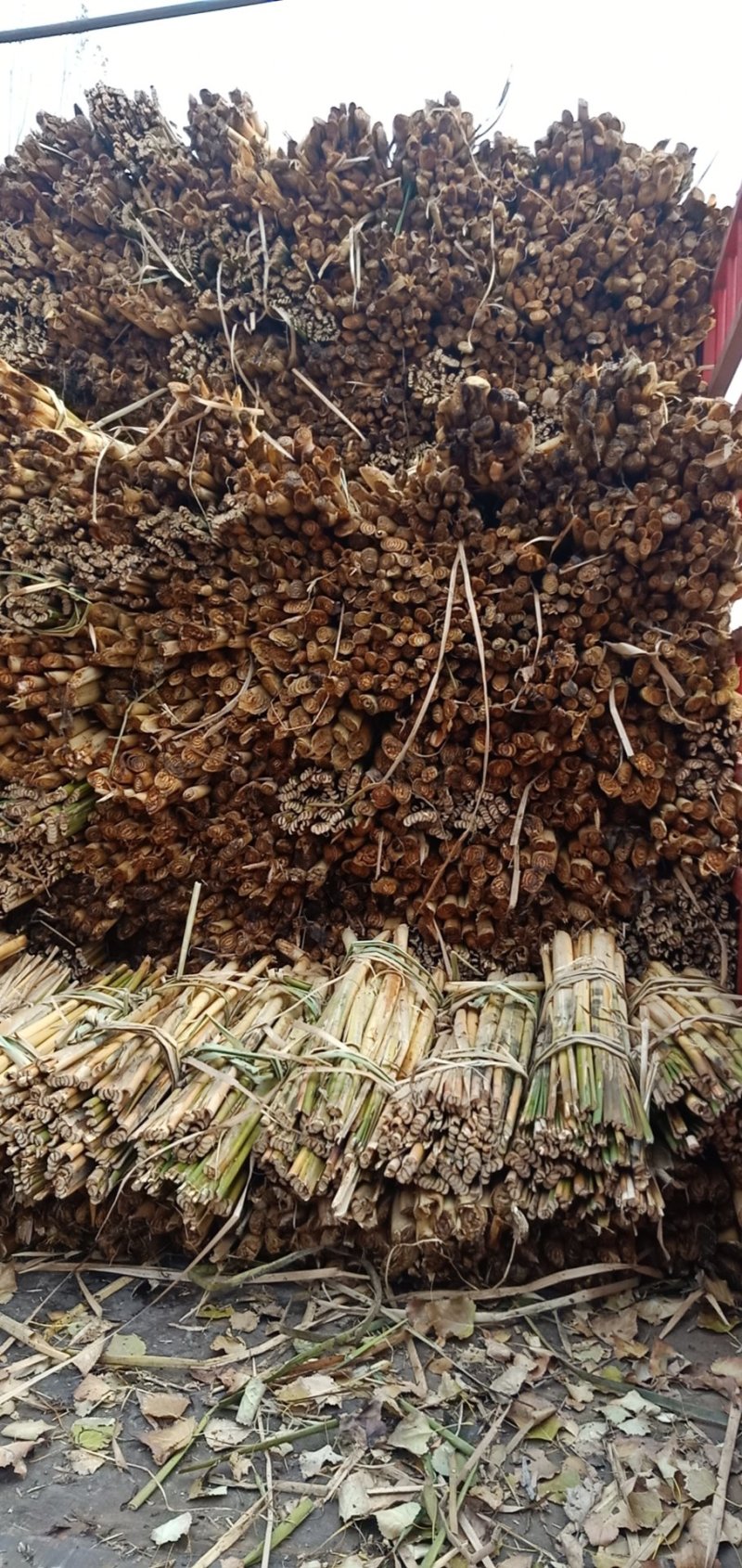 蒲草蒲根我基地常年出售蒲草，