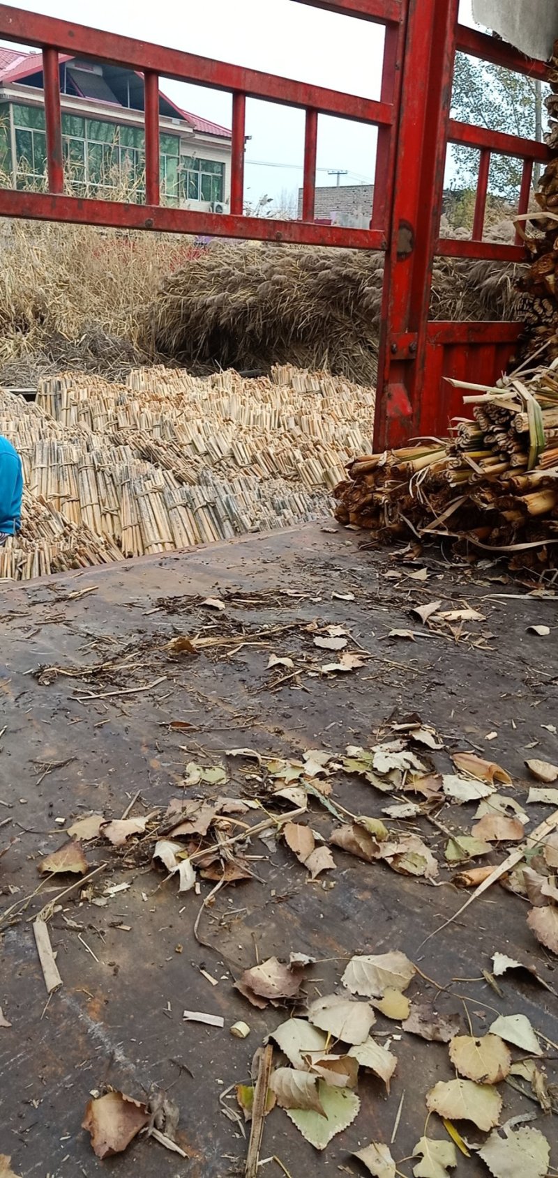 蒲草蒲根我基地常年出售蒲草，