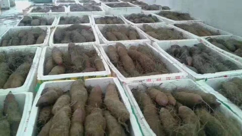紫山药产地直发全国各地，一手货源品质保证价格合理